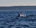 The beaked whale spotted in Øresund in action
