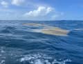 The fleet repeatedly had to contend with brown algae.