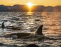 The great killer whale, also known as the orca, is at home in all the world's oceans. It feels particularly at home in the northern coastal waters