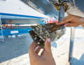 The fouling atlas is intended to indicate the risk of fouling