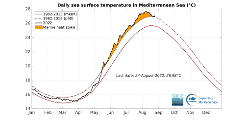 Die Messungen der Wassertemperaturen zeigen, dass auch die kurzfristigen Temperaturextreme stark ansteigen | Grafik: SOCIB/Copernicus Marine Service