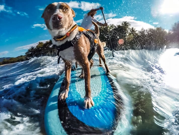 Selbst Wellenabreiten ist mit geübten Hunden möglich. Wichtig ist, dass man den Vierbeiner langsam an die neue Umgebung gewöhnt.