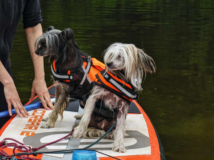 Dein Hund sollte ein Geschirr oder – je nach Gewässer, Ausdauer und Hundepersönlichkeit – eine Hundeschwimmweste tragen.