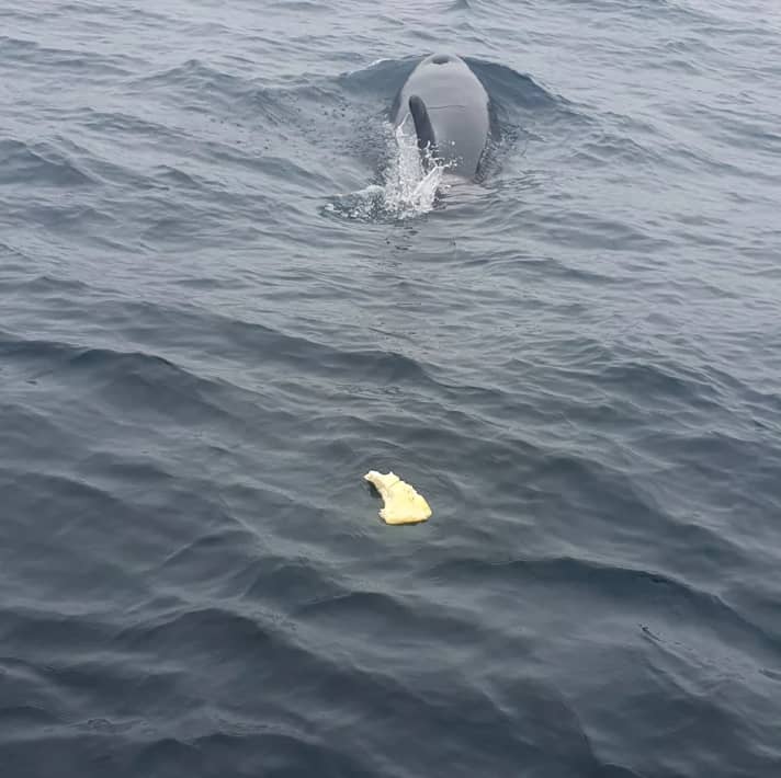 Ein abgebissenes Stück vom Ruder nach einem Orca-Angriff auf Familie Erichsen aus Norwegen