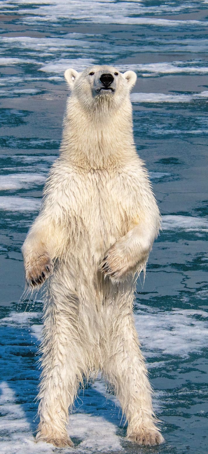 Ein Eisbär, angelockt von Gerüchen aus der Pantry, richtet sich unmittelbar neben dem Schiff zu voller Größe auf | uf
