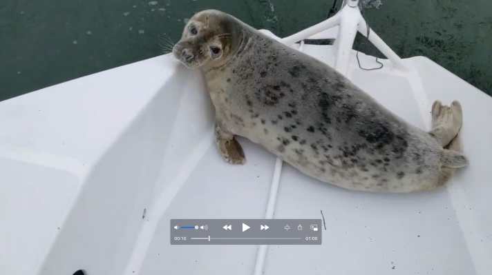   Ungewöhnlicher Platz für ein Sonnenbad: Diese Robbe suchte sich dafür das achterliche Cockpit von André Baetz' Trimaran aus. Und sie war gekommen, um zu bleiben – fast einen ganzen Tag lang…