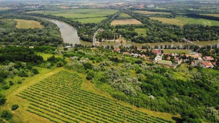 At the foot of the Tokaj vineyard, the Bodrog river (top left, hidden by trees) flows into the Tisza