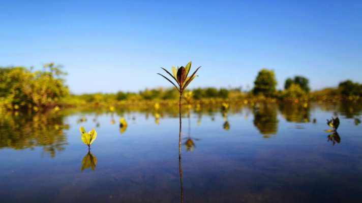 Mangroves bind CO2 and thus compensate for CO2 generation in production