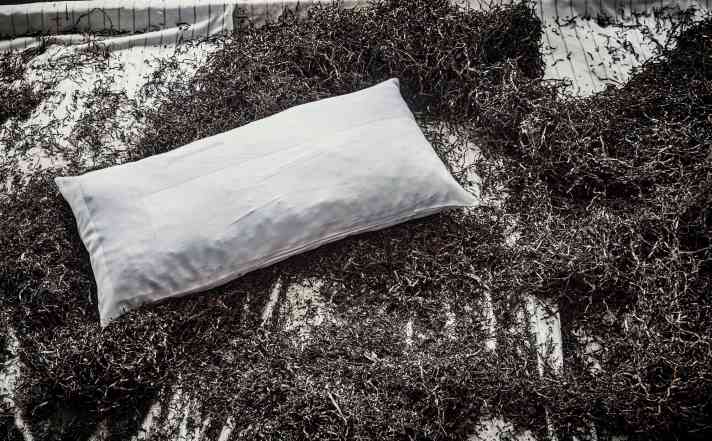 Ne moisit pas, ne pourrit pas, résiste au feu et régule l'humidité : le jonc de mer a des propriétés presque parfaites