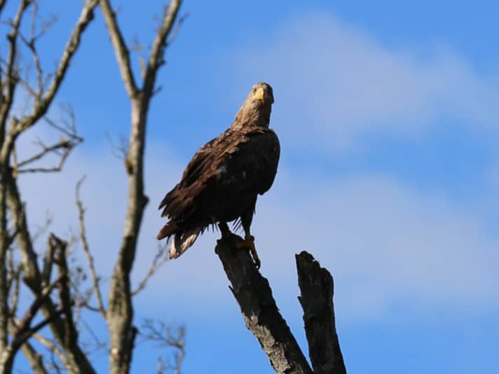 The Peental valley is home to three species of eagle: white-tailed eagle, osprey and lesser spotted eagle.