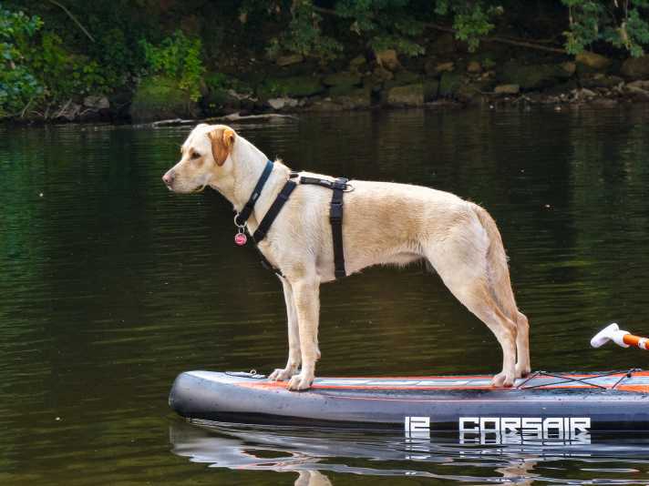 Achte darauf, dass du deinen Hund nicht überforderst. Auch Hunde müssen sich beim Stand up Paddlen gut ausbalancieren – das kann durchaus sehr anstrengend sein.