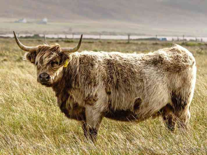 Not only present in summer - the true locals of the island: look impressive, but are rather gentle.