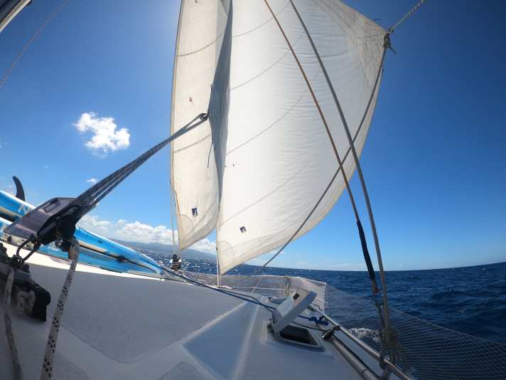   Il gatto in movimento