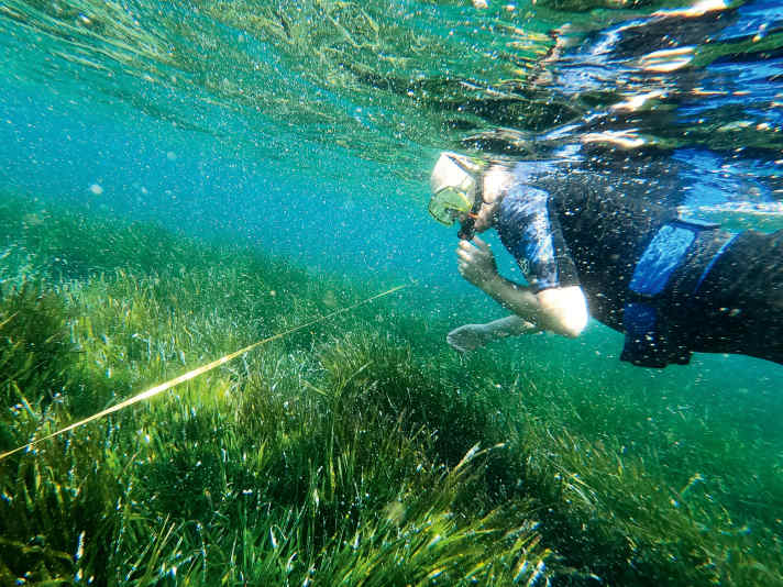 Nicht nur an der Ostsee, auch im Mittelmeer bemühen sich privat initiierte Projekte um Seegraswiesen