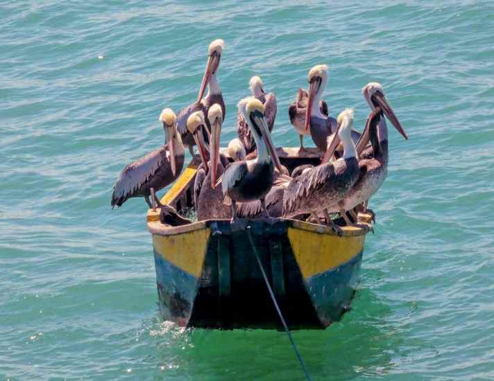 The pelicans are part of the permanent, mobile inventory at all spots.