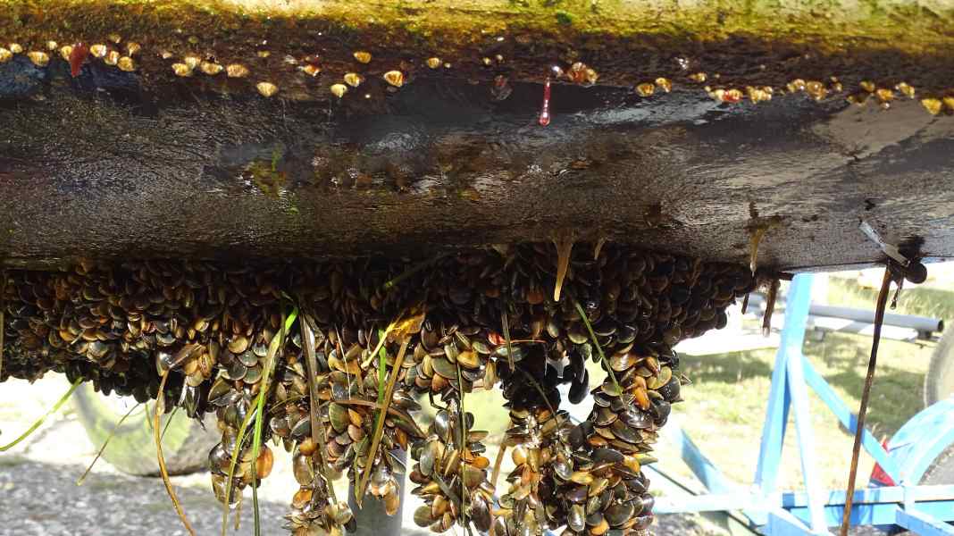 Umwelt: Was tun gegen Bewuchs am Rumpf?