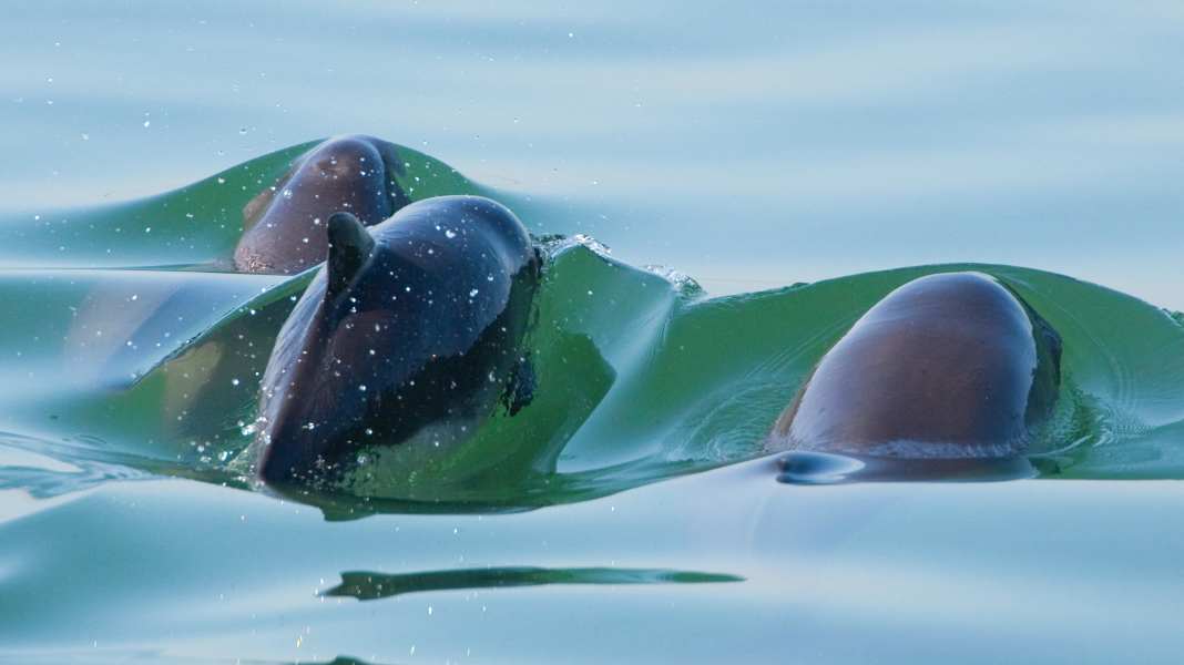 Harbour porpoise protection: Guidelines for motorboat drivers in Lillebælt