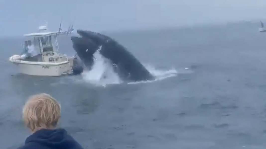 Seenot: Wal bringt Fischerboot vor US-Küste zum Kentern