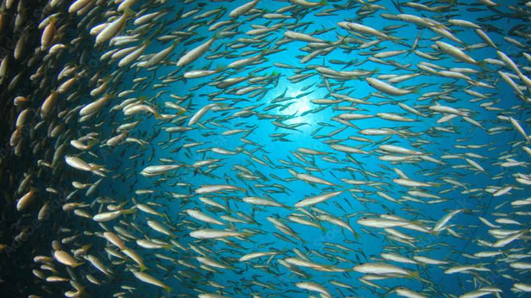 Dr. Burkhard Watermann: “Eine Trendwende ist nicht in Sicht” – so schlecht steht es um die Ostsee
