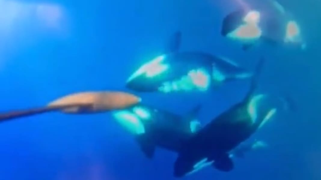 Interactions avec les baleines : L'équipe Malizia en contact avec cinq orques