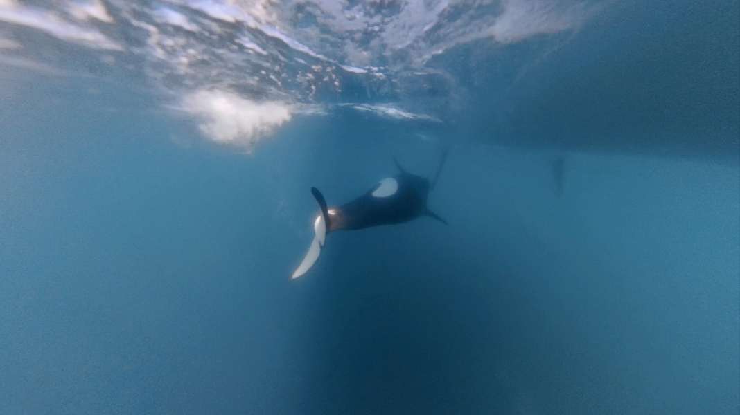 Interview on orca attacks: "The discussion is boiling over"