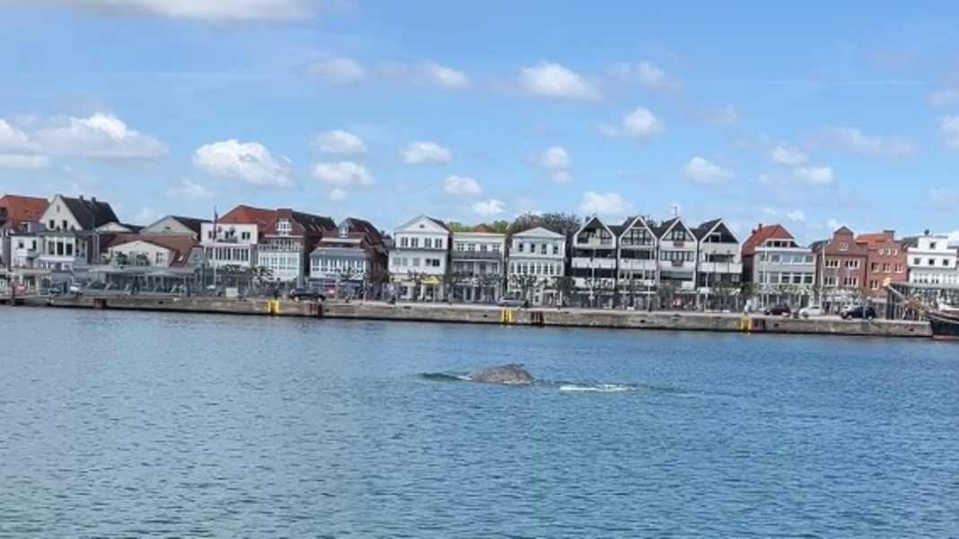 Whale sighting: "I've never seen anything like it in my life!"