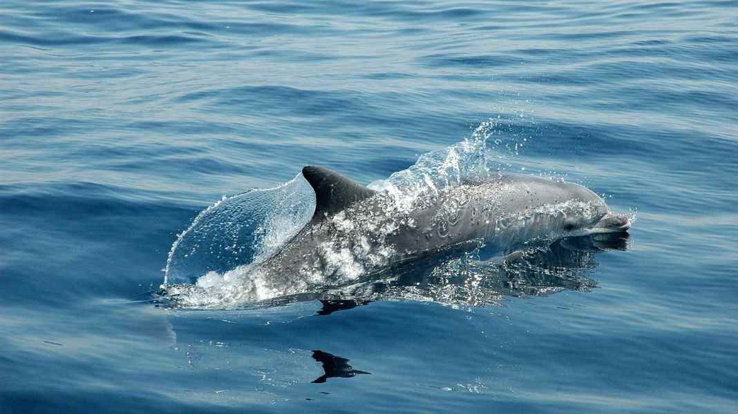 Mer Baltique : des dauphins aperçus dans le fjord d'Apenrad