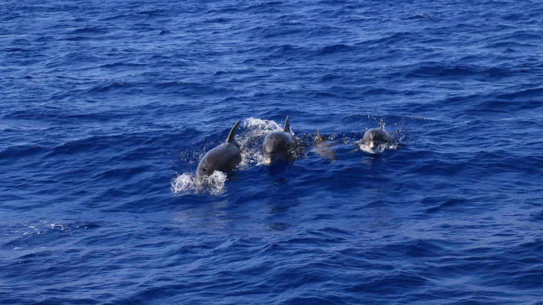 Verhalten wie Orcas: Dänemark warnt vor Begegnungen mit Delfinen