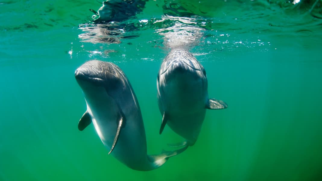 Schweinswale in der Ostsee: Ortung der Meeressäuger zur Vorbereitung effektiver Schutzmaßnahmen