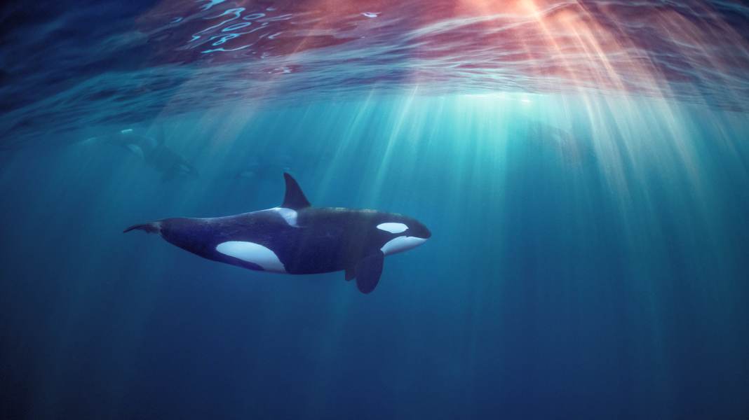 Attaques d'orques : les orques sont-elles sous coke ?