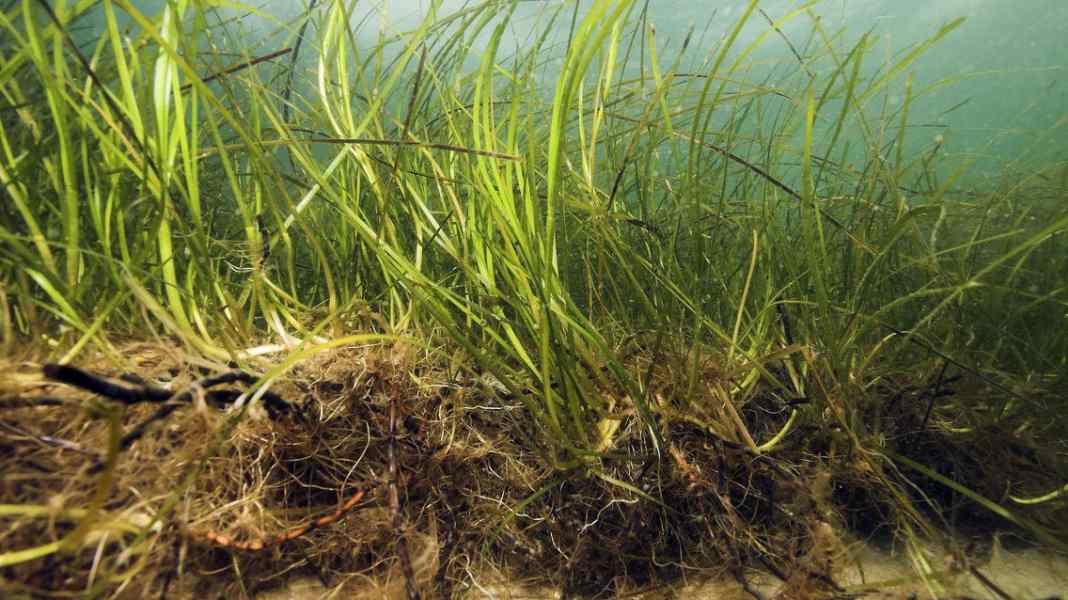 Baltic Sea Protection Action Plan: Open expert meeting in Kaltenkirchen in mid-July