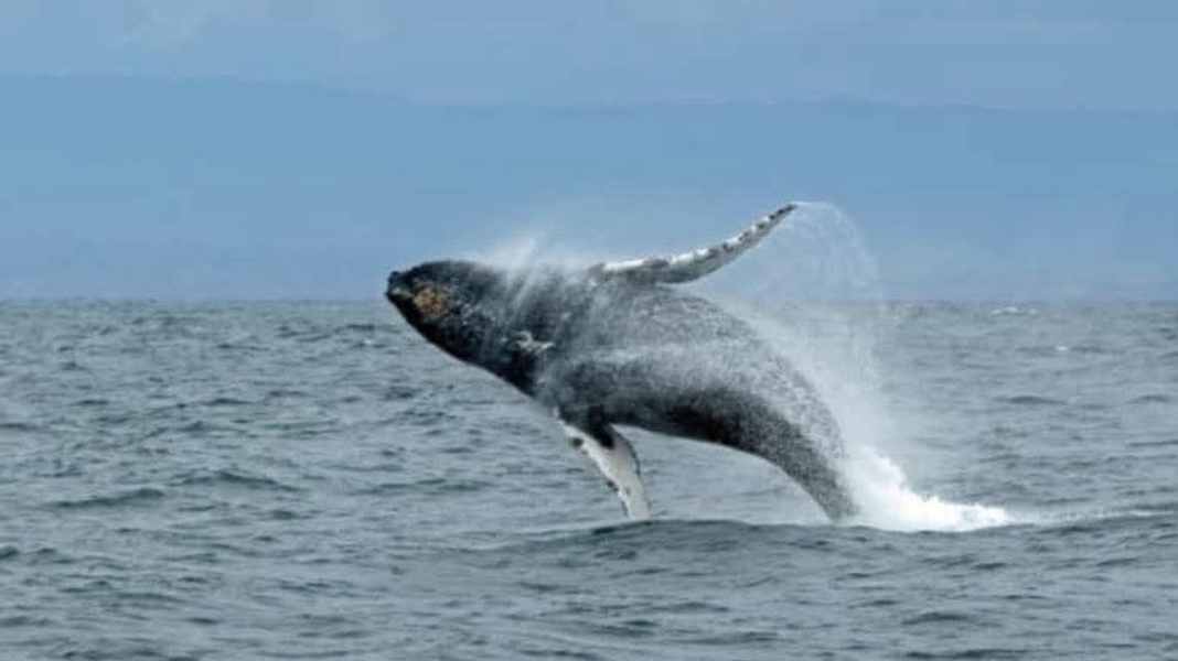 Whale sighting: Animal spectacle off the coast of Rügen
