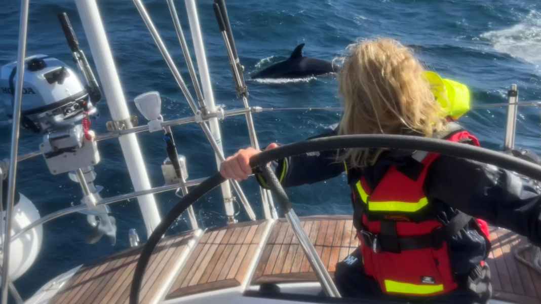 Wal-Attacken: Schon wieder Norweger von Orcas angegriffen – Rettung von Delphinen?