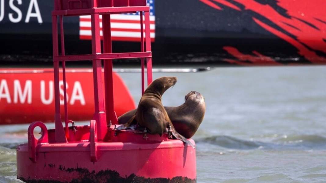America’s Cup: So will Team USA gewinnen