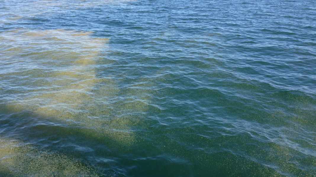 Ostsee: Alle Jahre wieder – Algenblüte