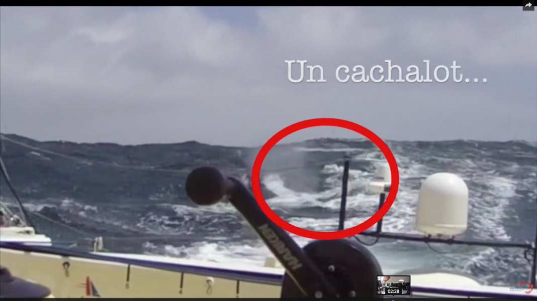 Vendée Globe: Accident: Collision with a sperm whale: every sailor's nightmare in the video