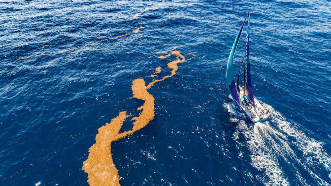 Volvo Ocean Race: The ordeal with the seaweed of the Sargasso Sea