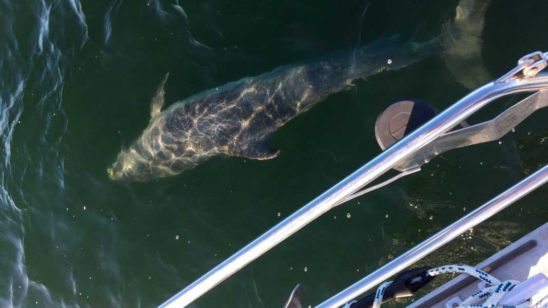 Ostsee: Wenn der Delphin mit dem Schiff spielt