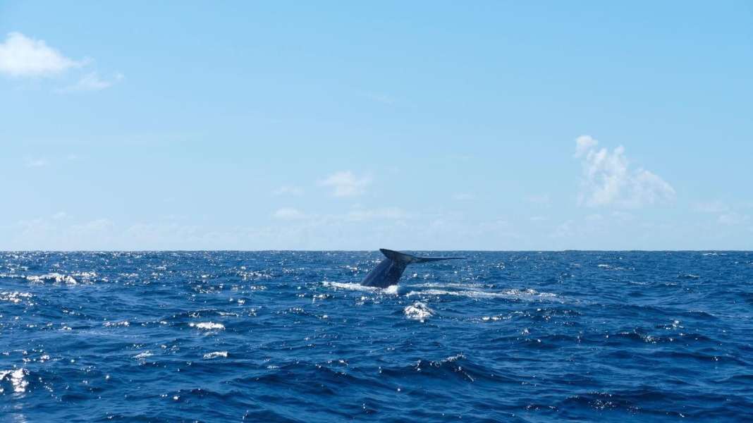 Blue water: German crew films whale incident in the Bay of Biscay