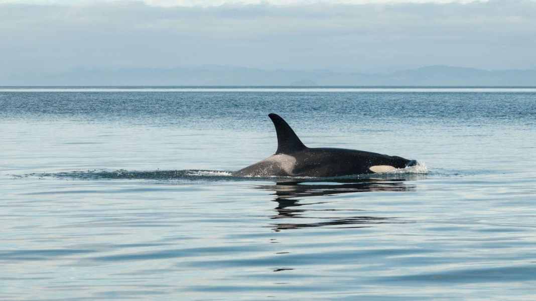 Eau bleue : Attaques de baleines dans l'Atlantique : interdiction de naviguer au large des côtes espagnoles