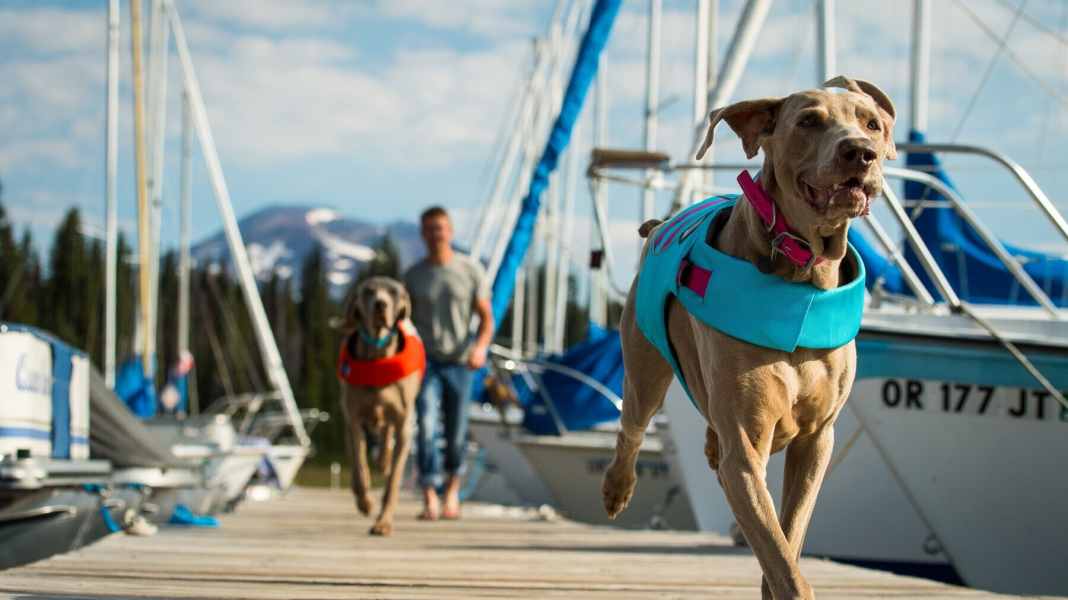 Ausrüstung für den Bordhund: Was Hunde an Bord brauchen: zehn Tipps
