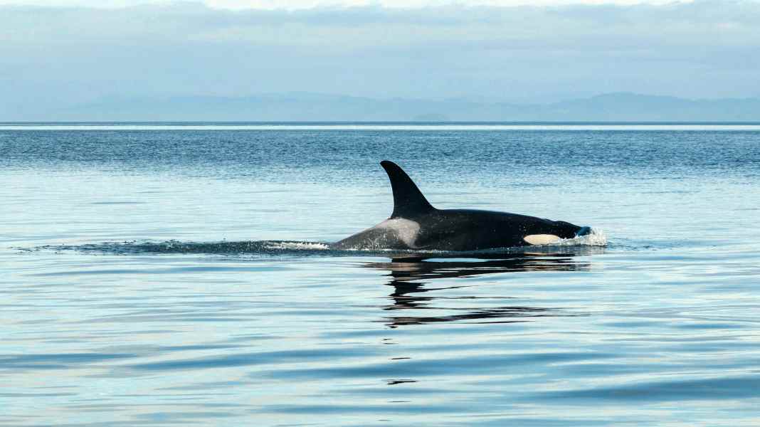 Walsichtungen: Orcas jagen jetzt auch an der Nordseeküste