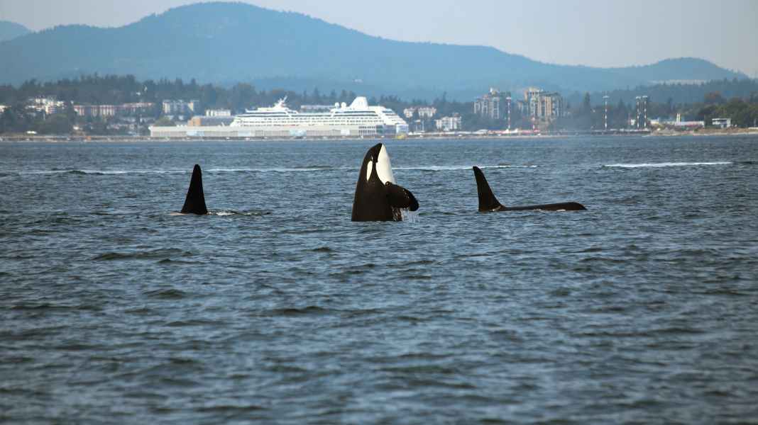 Wal-Attacken: Sperrzone soll Vorfälle zwischen Seglern und Orcas eindämmen