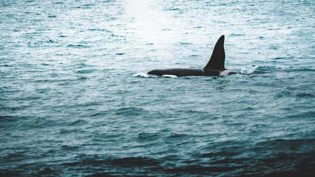 Denmark: Orca spotted in Øresund