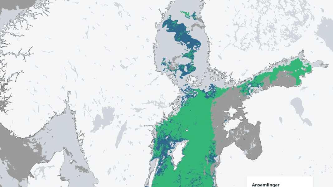 Umwelt: Algenblüte auf der Ostsee in vollem Gange