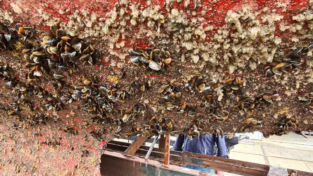 Environment: What boat owners should know about fouling protection