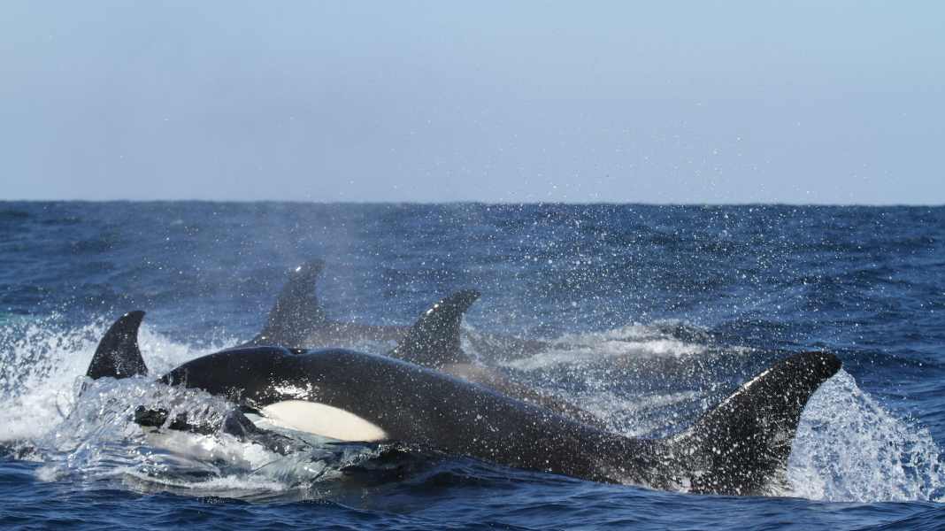 Orca-Attacke: 70-Jähriger sendet “Mayday” vor der Küste Portugals