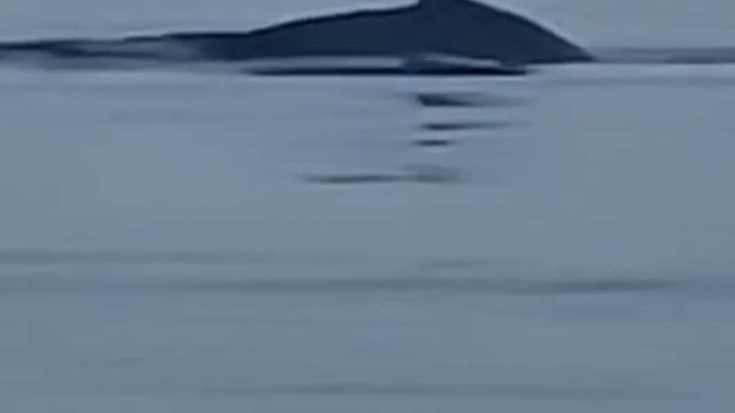 Humpback whale in the Baltic Sea: Rare guest off Hiddensee