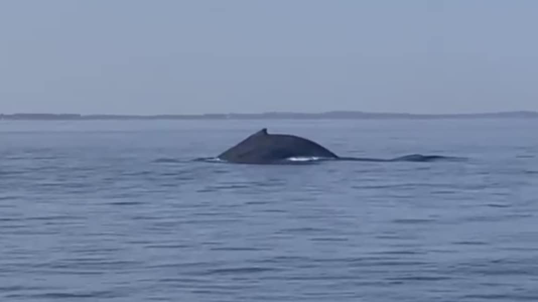 Ostsee: Sensation im Øresund – seltener Buckelwal gesichtet