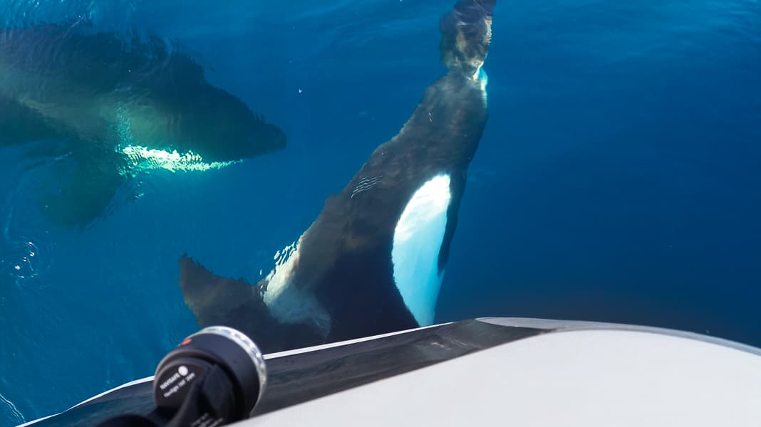 Orca-Angriffe: Ist schwarzes Antifouling ein Risikofaktor?